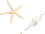 ウェディングモチーフ